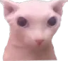 bingus