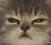 angryCAT