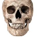 010_skull