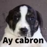 Rs_PerroAycabron Rs_PerroAycabron