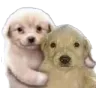Rs_PerrololMipana Rs_PerrololMipana