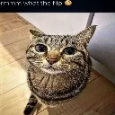 whattheflip