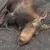 moose_dead