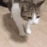 flop