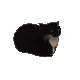 SCmaxwell SCmaxwell