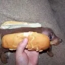 hotdog