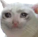 sadcat Discord Emoji