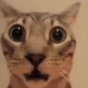 cat_shocked
