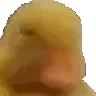 duckno