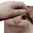 pat