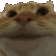 catyes Discord emoji