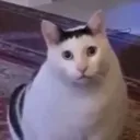 Catwut catwut Discord Emoji