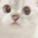 Catlook CatLook Discord Emoji