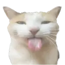 sillycat