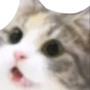 Catshook catshook Discord Emoji