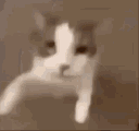 catkiss Discord emoji