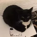 cat Discord Emoji