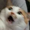 Cat Cat