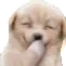 DoggoGiggle