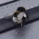 thebugshakerdothebugshakerbrosha