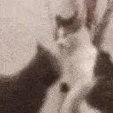 catFight