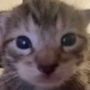 meep meep