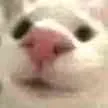 catnose