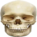 skull skull