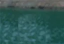 otter_appear