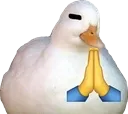 3_DuckPray