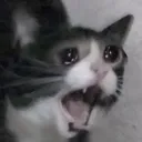 CatCry2 CatCry2