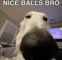 niceballsbro