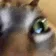 insanecat
