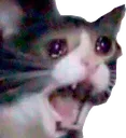 1089_sadcat1 Discord Emoji
