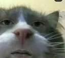 cathaur