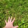 grass