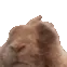 bunny_vibe
