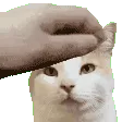 millypet