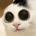 catEyes catEyes