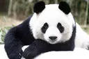 pandapaws