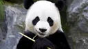 Bamboopanda