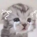 cat_babytears