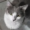 catthecreature