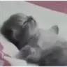 RT_morido