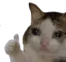 cat_thumbs_up