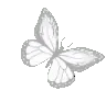 whitebutterflyy