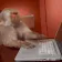 MonkeyChatting