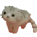 Randomcat Discord Emoji