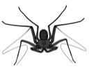 whipspider