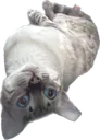 julioUPSIDEDOWN